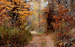 Hiking Trail in Athens, GA